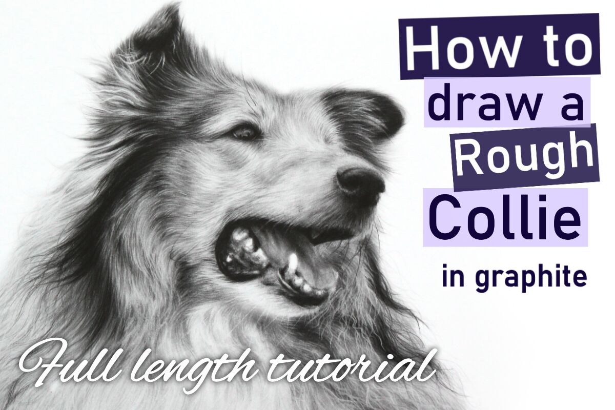 How to draw a Rough Collie