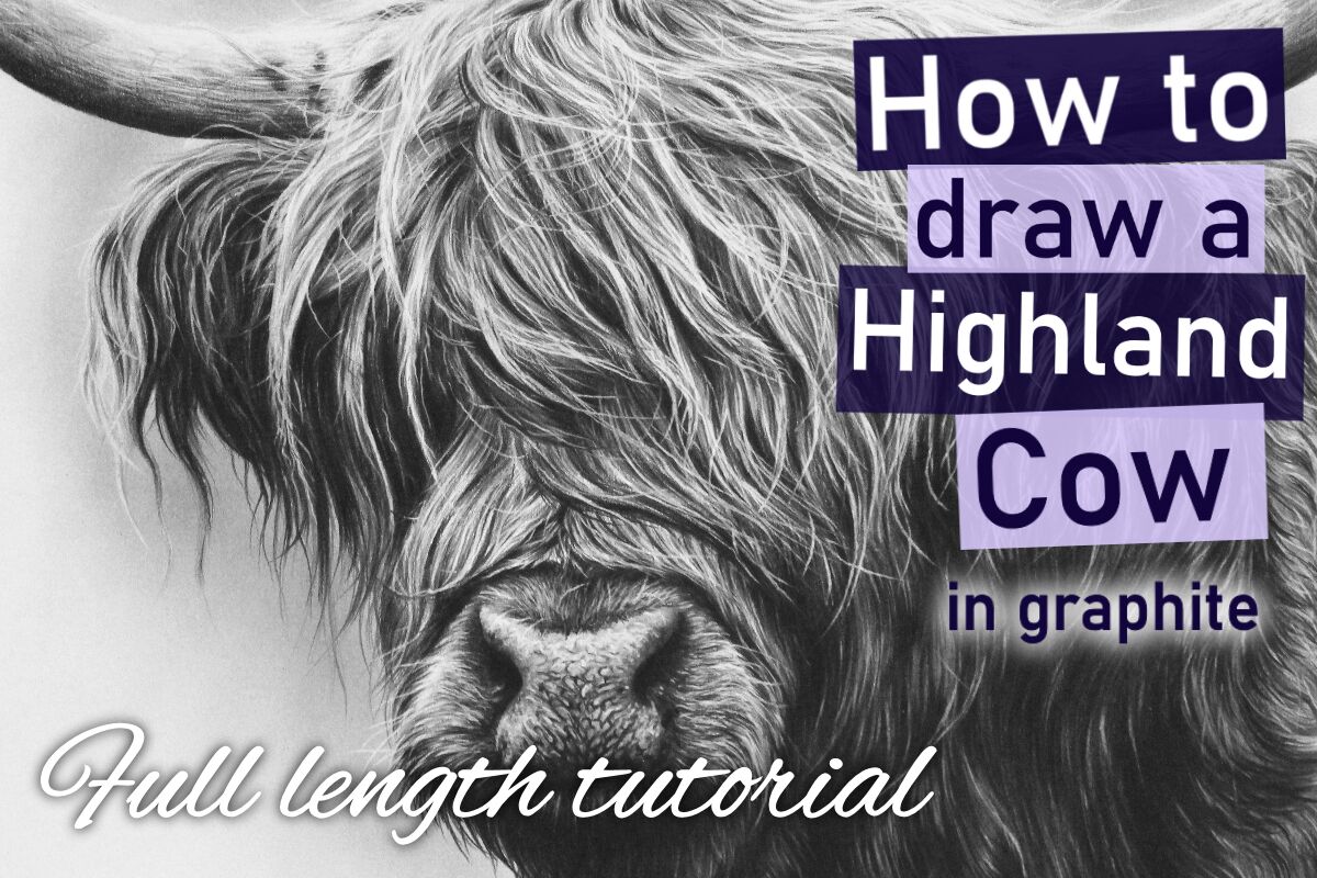 How to draw a Highland Cow