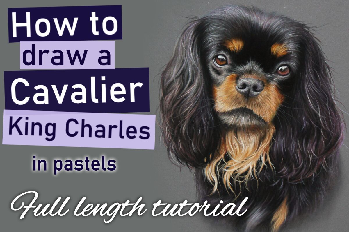 How to draw a Cavalier King Charles