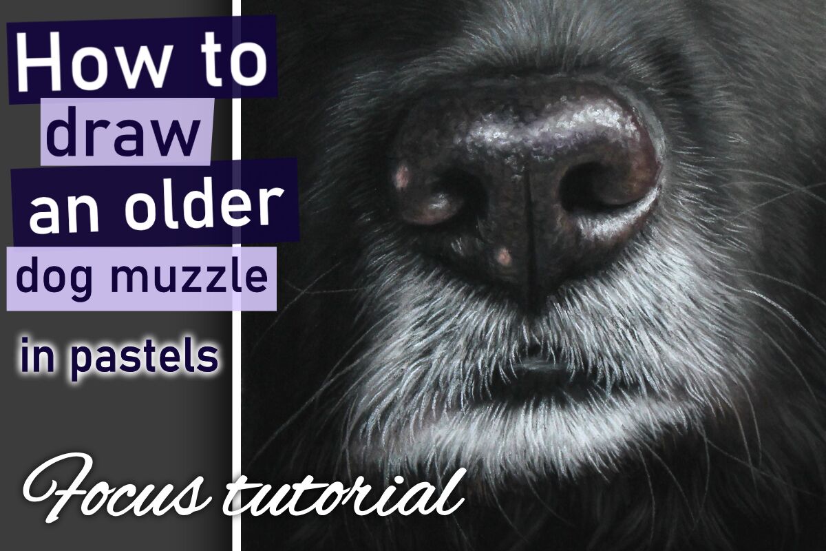 How to draw a older, grey dog muzzle